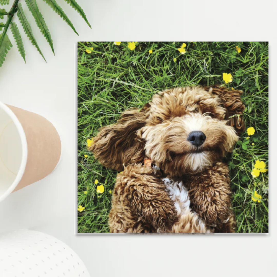 Smiling dog in the grass with buttercups