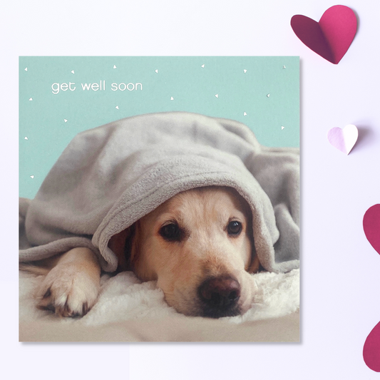 Front image with poorly golden lab under blanket