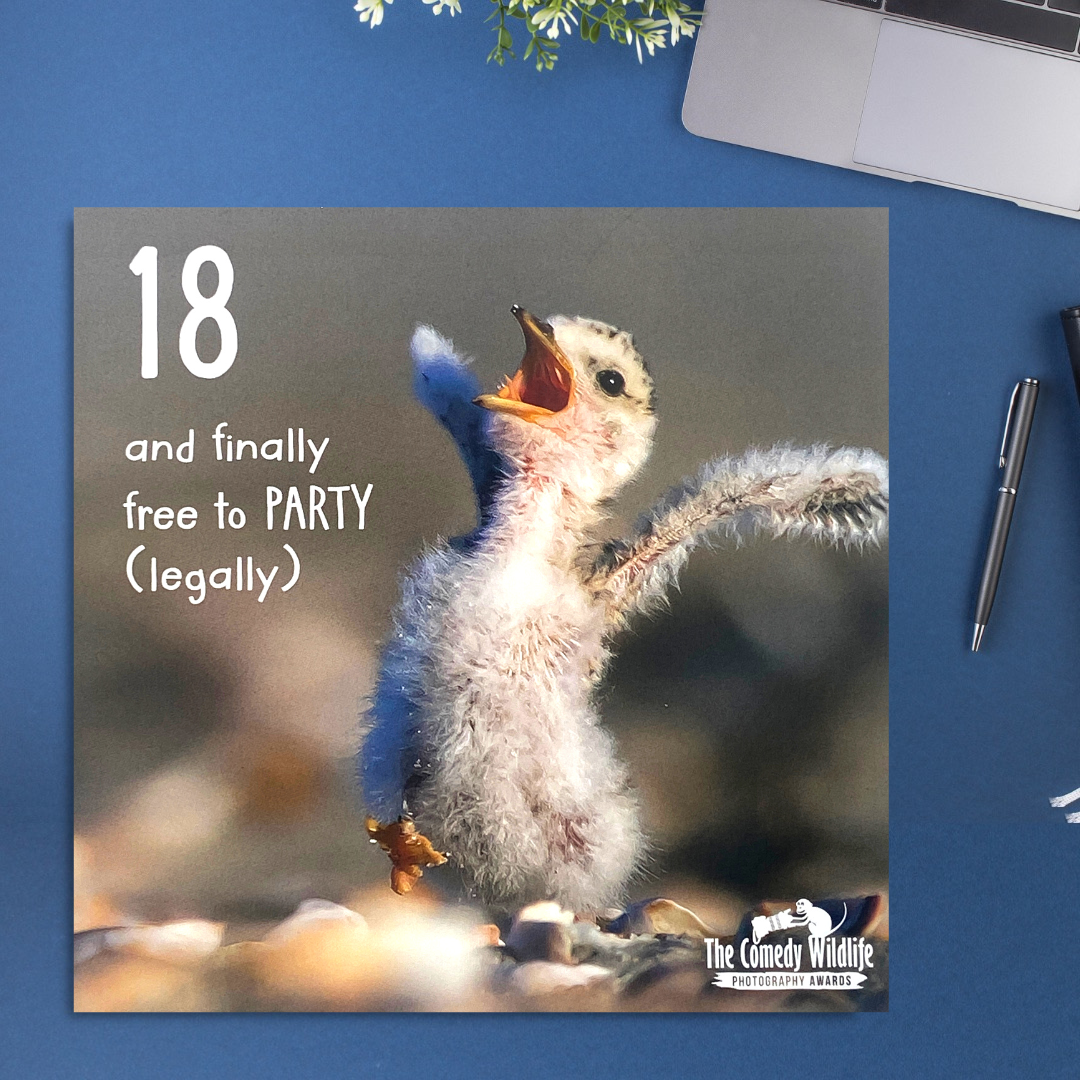 18th Birthday Card - Comedy Wildlife