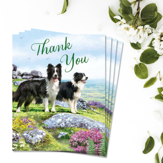Notecards - Border Collies - Pack of 4 - Thank You Front Image