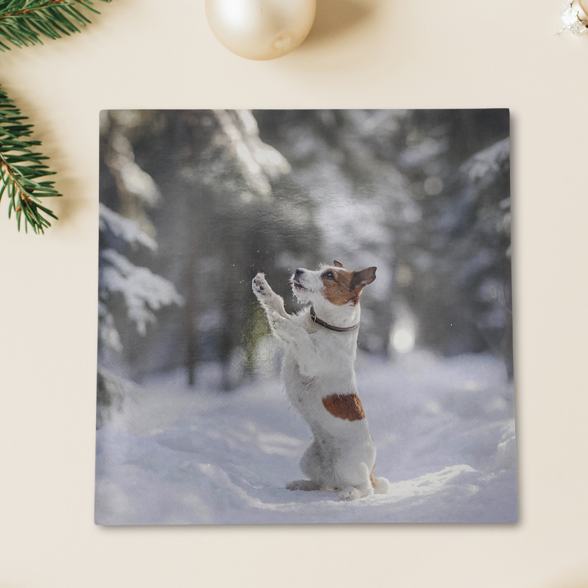 Open Photographic Christmas Card - RSPCA Clever Jack Russell Terrier