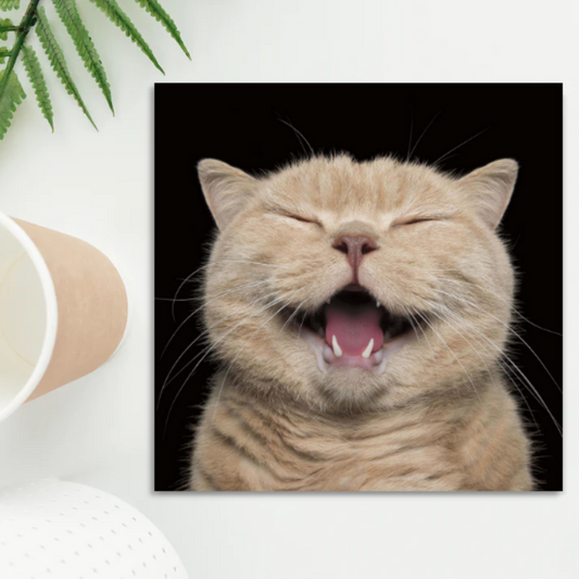 Square card with laughing cat in front of black background