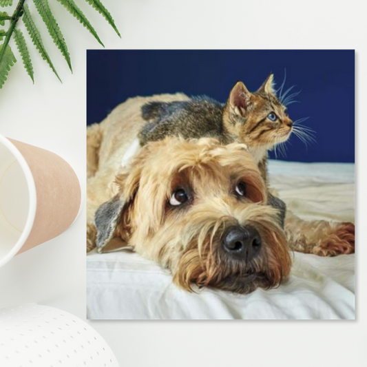 Square card with dog and cat cuddled
