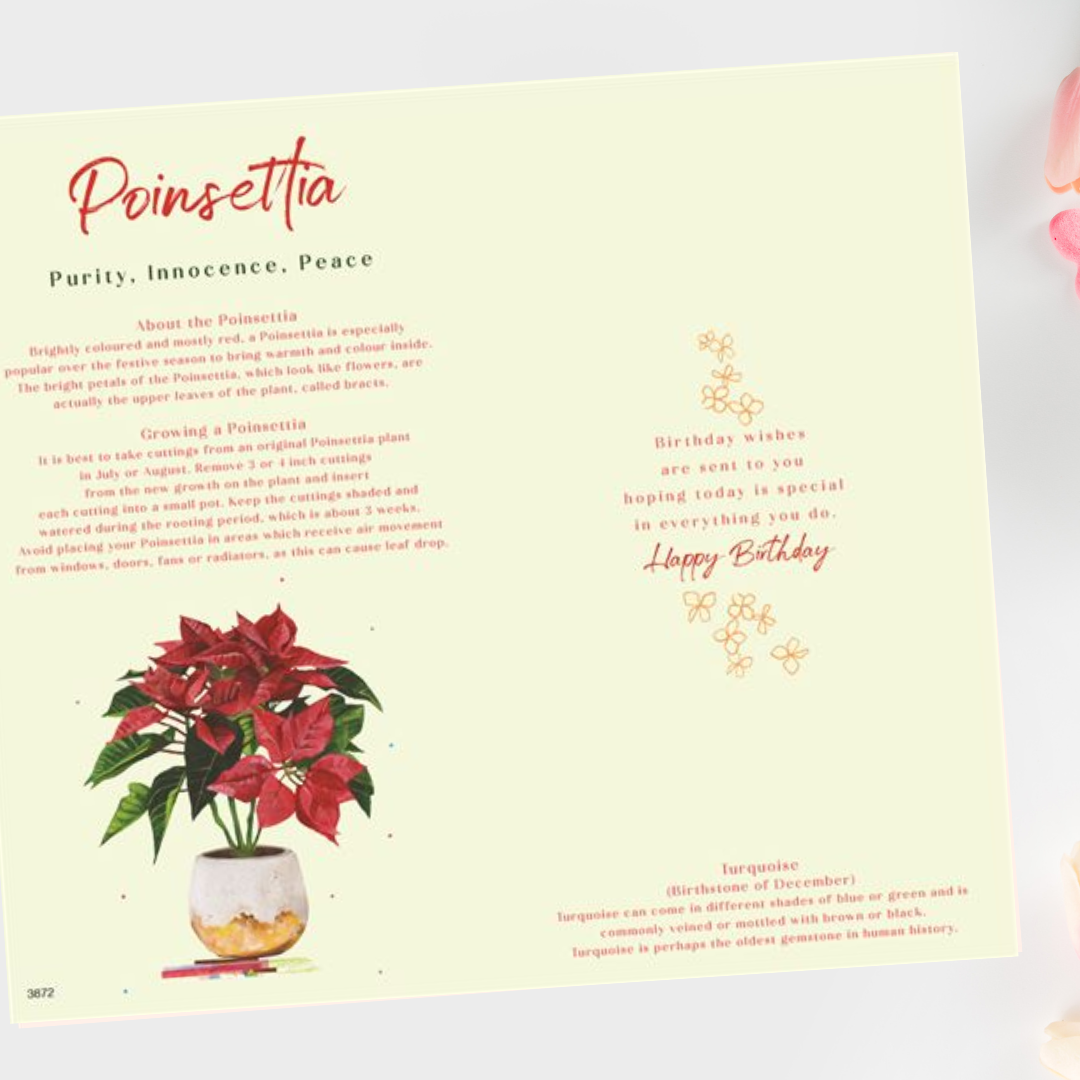 Inside image with poinsettia information and colour illustrations