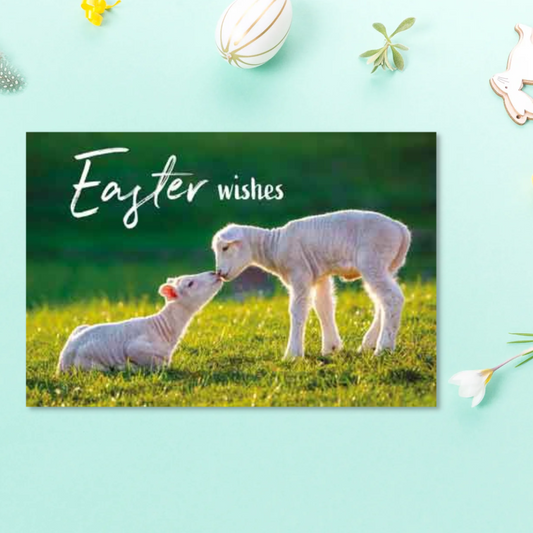 Easter Lambs Pack Of 4 Cards Displayed In Full