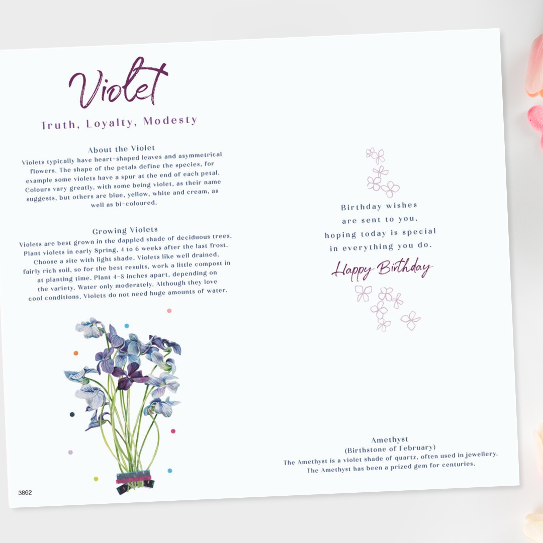 Inside image with information about violets and coloured illustrations