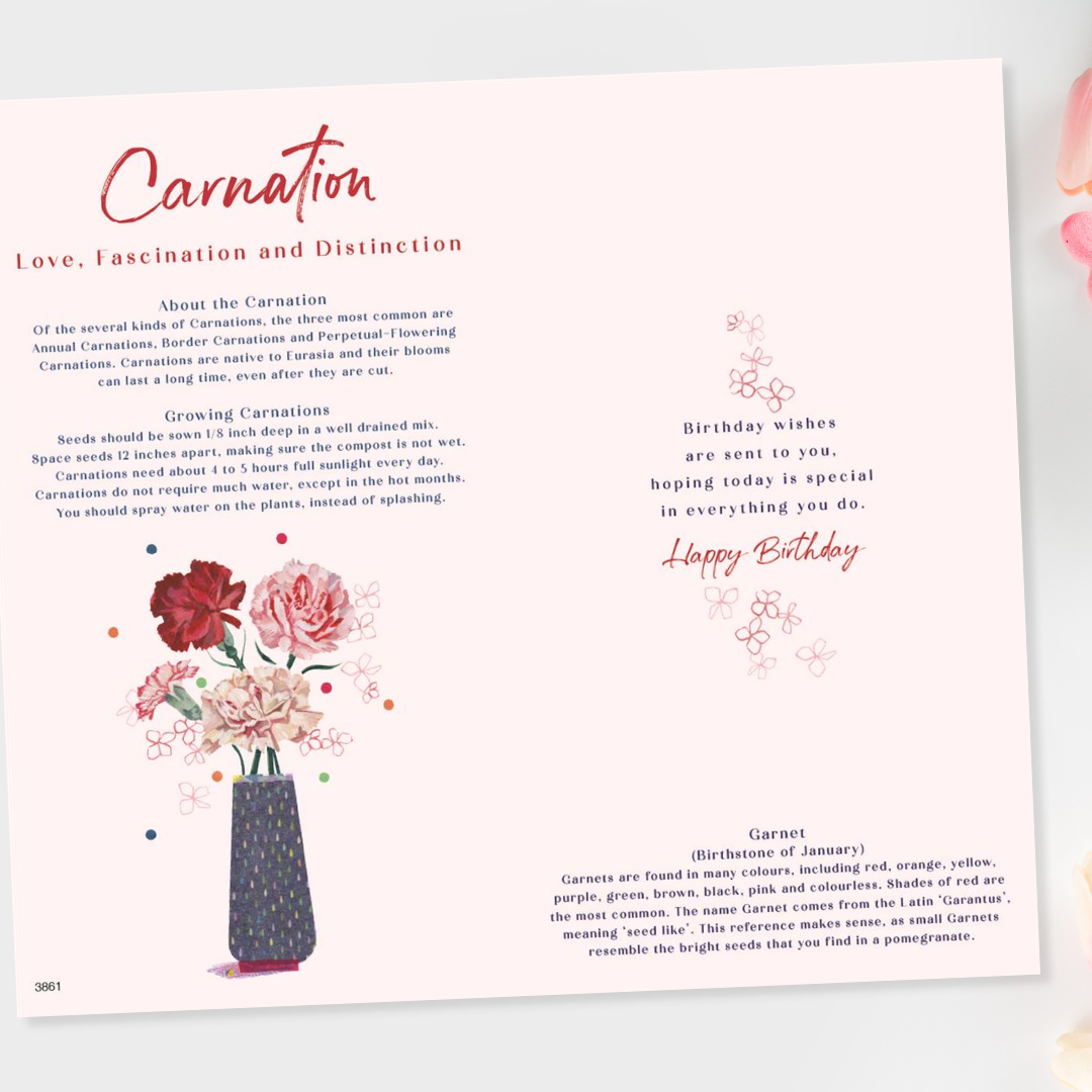 Inside image with information on carnations and coloured illustrations
