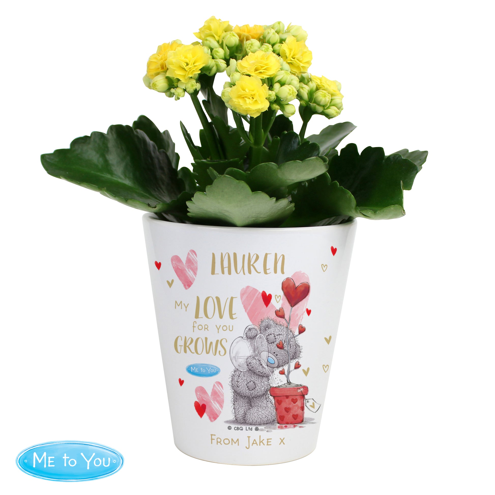 Potted plant with decorative pot featuring a teddy bear and text on a white background