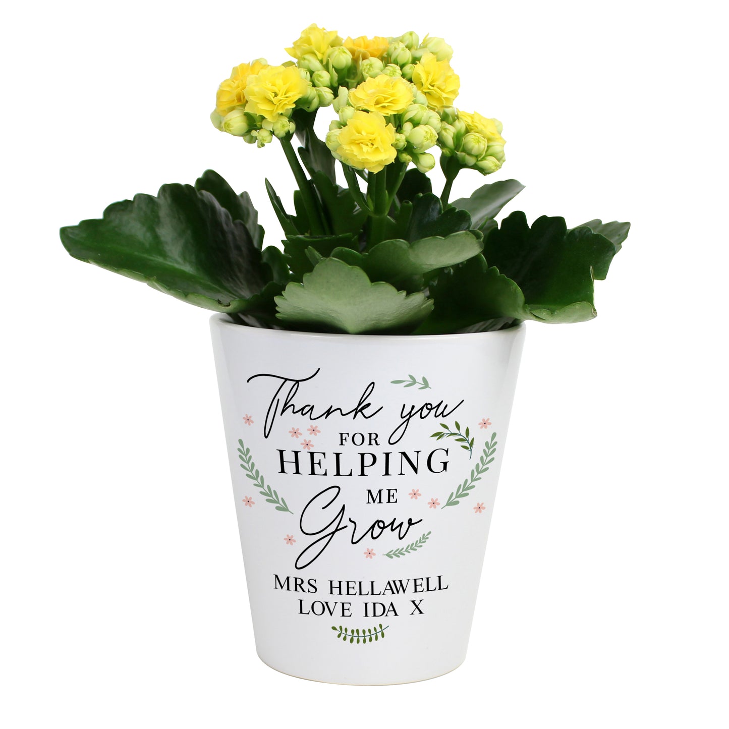 Potted plant with yellow flowers in a white pot featuring text on a white background