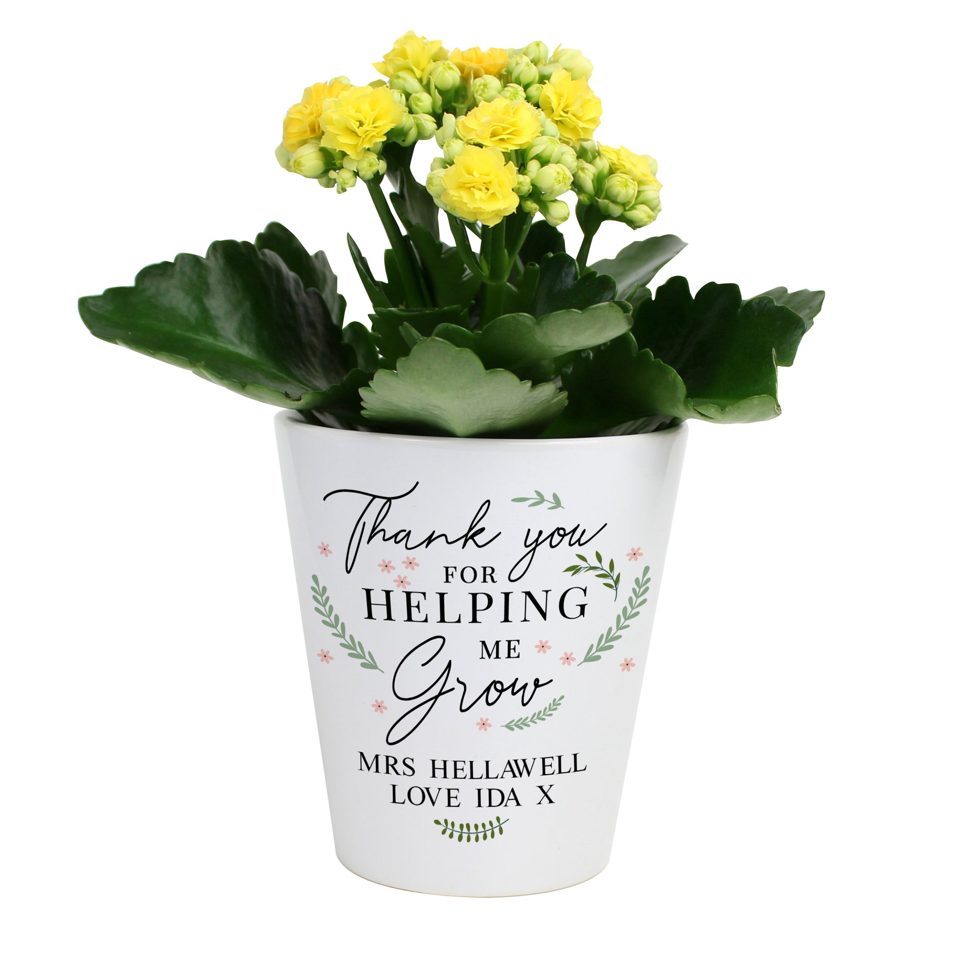 Potted plant with yellow flowers in a white pot featuring text on a white background