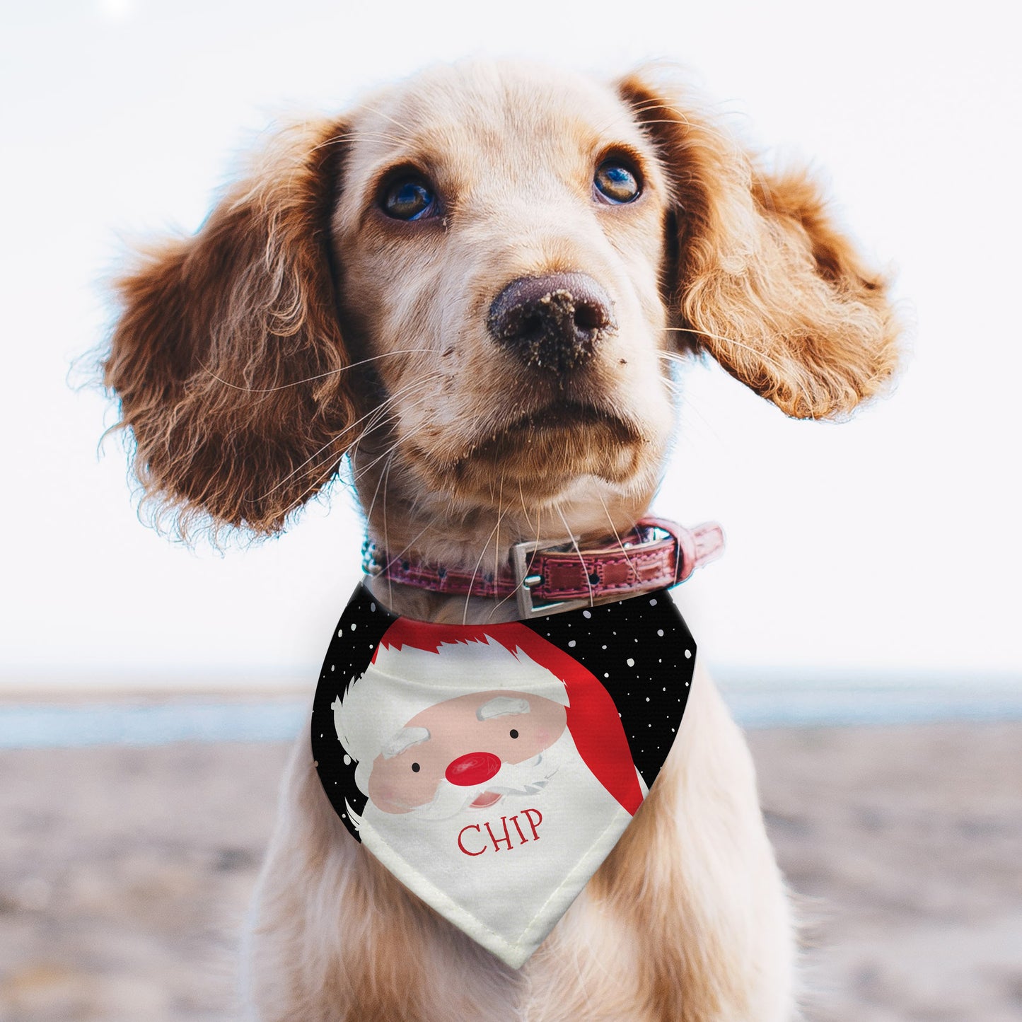 Personalised Dog Bandana Message