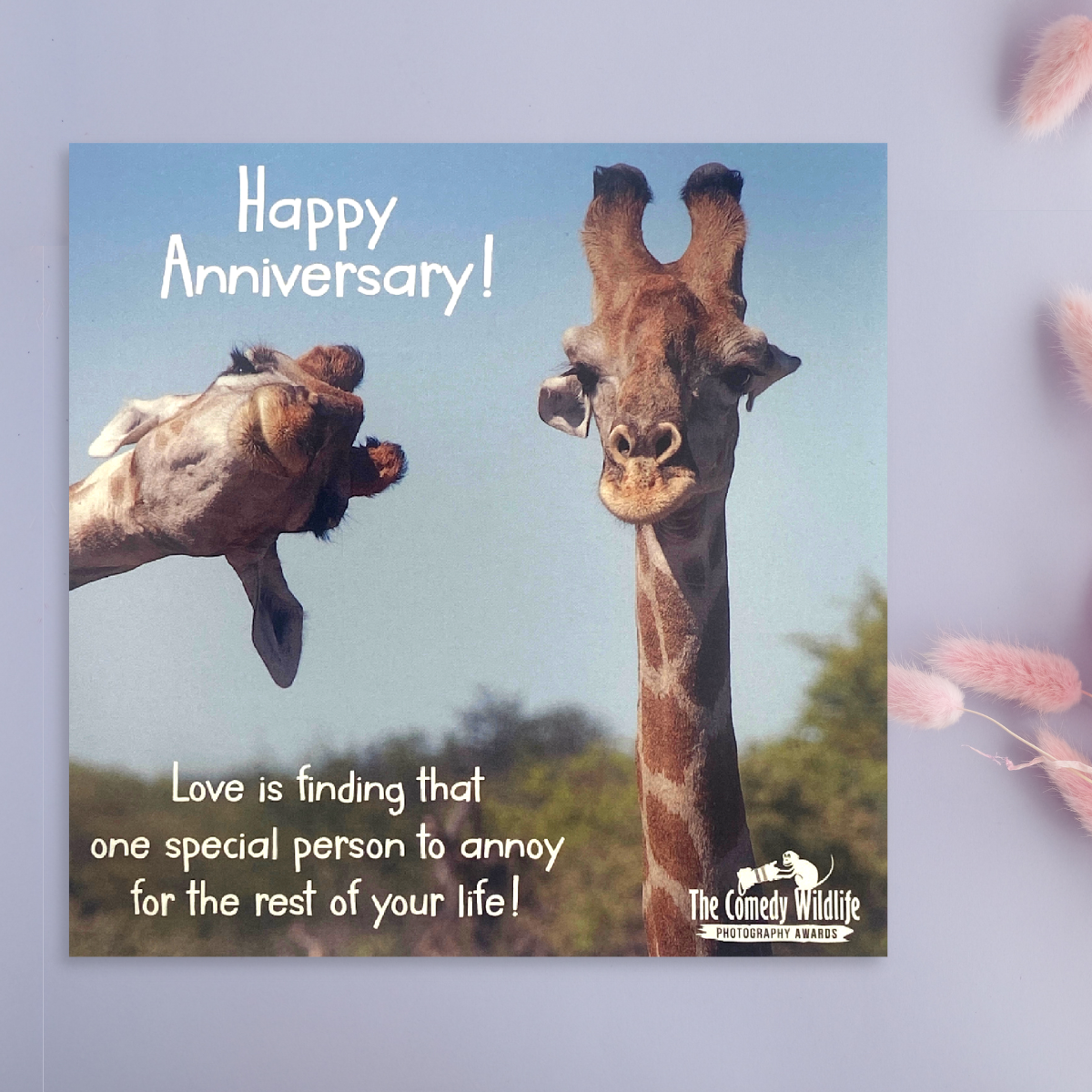 Happy Anniversary Card - Comedy Wildlife Giraffes