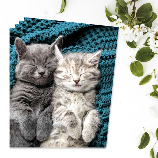 Notecards - Two Cute Kittens - Pack of 4 Front Image