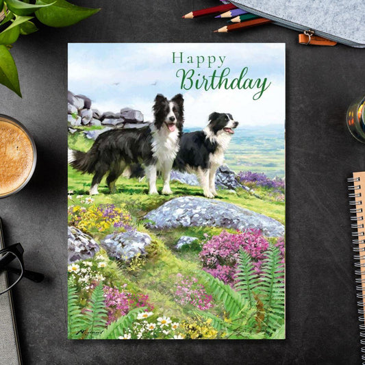Border Collies Birthday Card Front Image