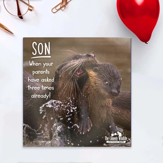 Son - Comedy Wildlife Front Image