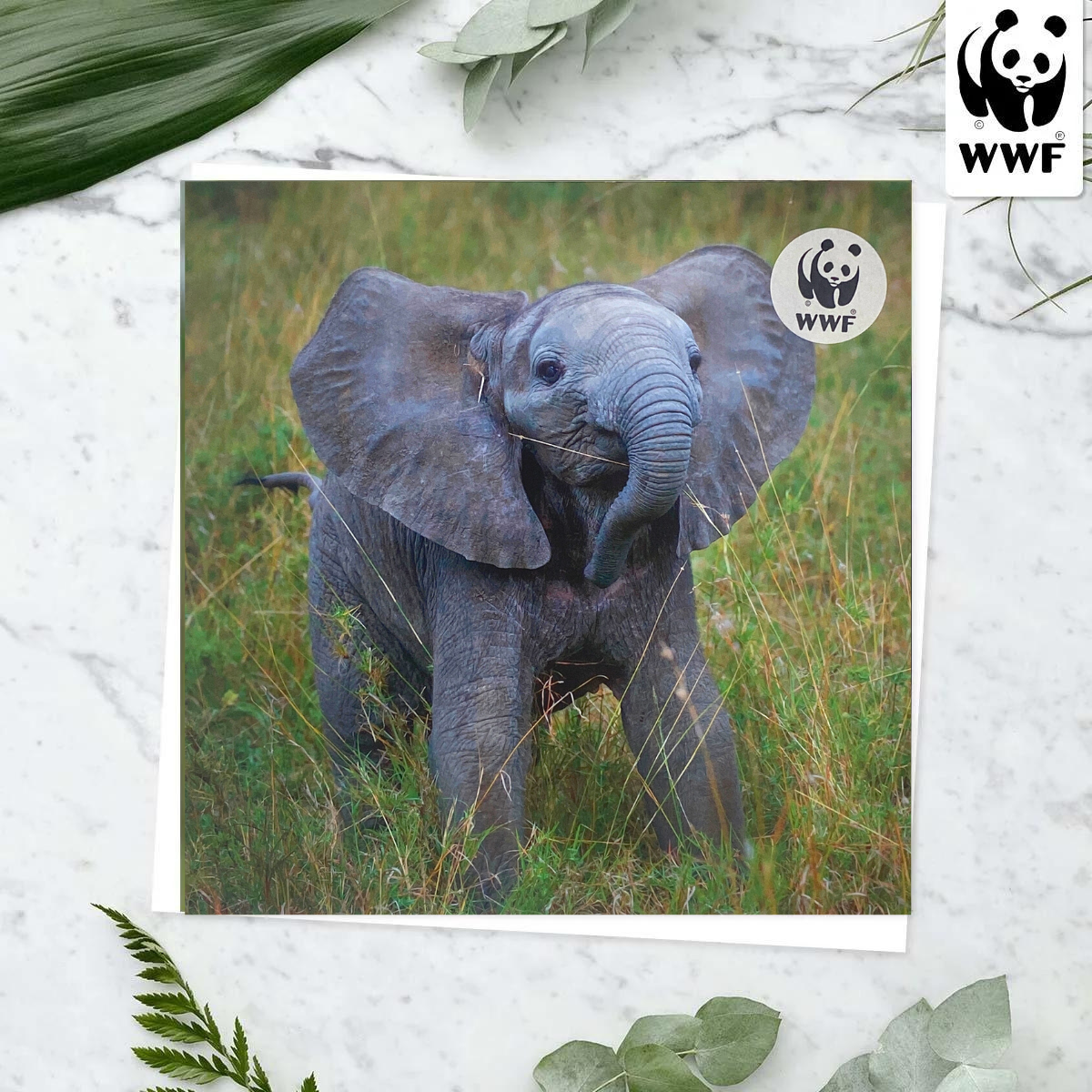 World Wildlife Fund - African Elephant Front Image