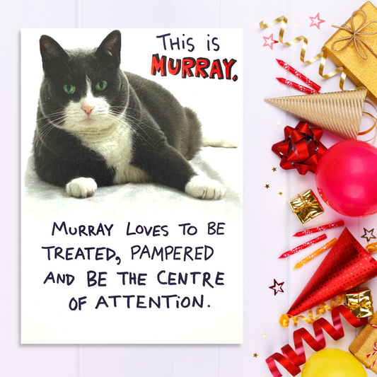 Cat Themed Humour Greeting Card Displayed In Full