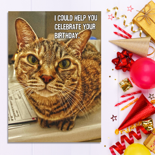 Tabby Cat Funny Greeting Card Displayed In Full